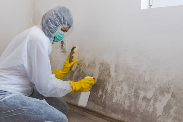 Best Mold Remediation for Specific Building Types in Meraux, LA