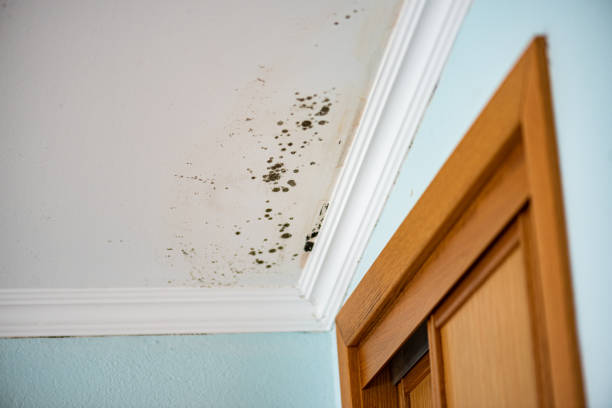 Best Mold Testing and Inspection Services in Meraux, LA