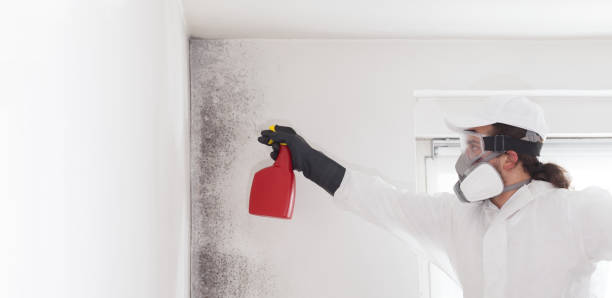 Best Basement Mold Remediation in Meraux, LA